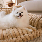 Where your pet’s rest comes first – PawSure Comfort™